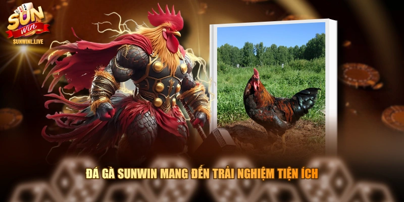 Đá gà SUNWIN mang đến trải nghiệm tiện ích